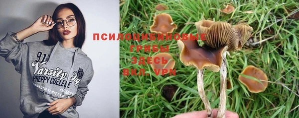 шишки Абаза